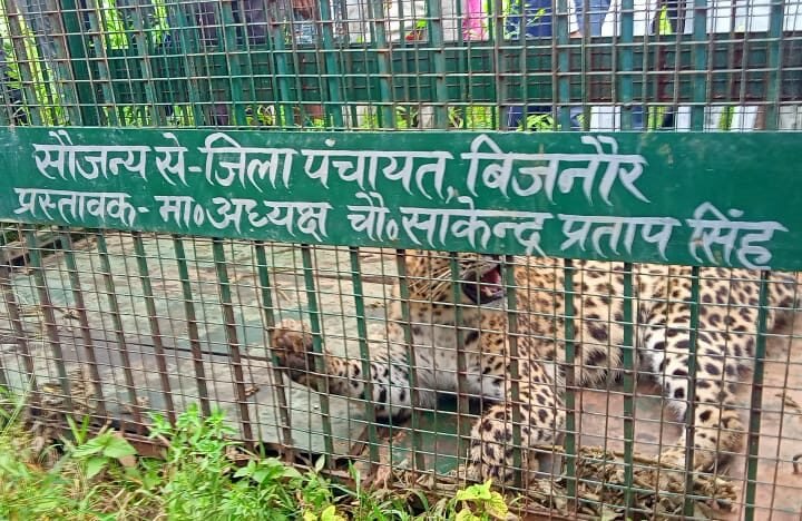 बिजनौर के हर गांव में गुलदार पकड़ने को लगाना पड़ेगा पिंजरा!