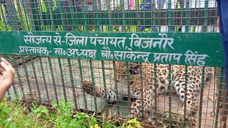 बिजनौर के हर गांव में गुलदार पकड़ने को लगाना पड़ेगा पिंजरा!