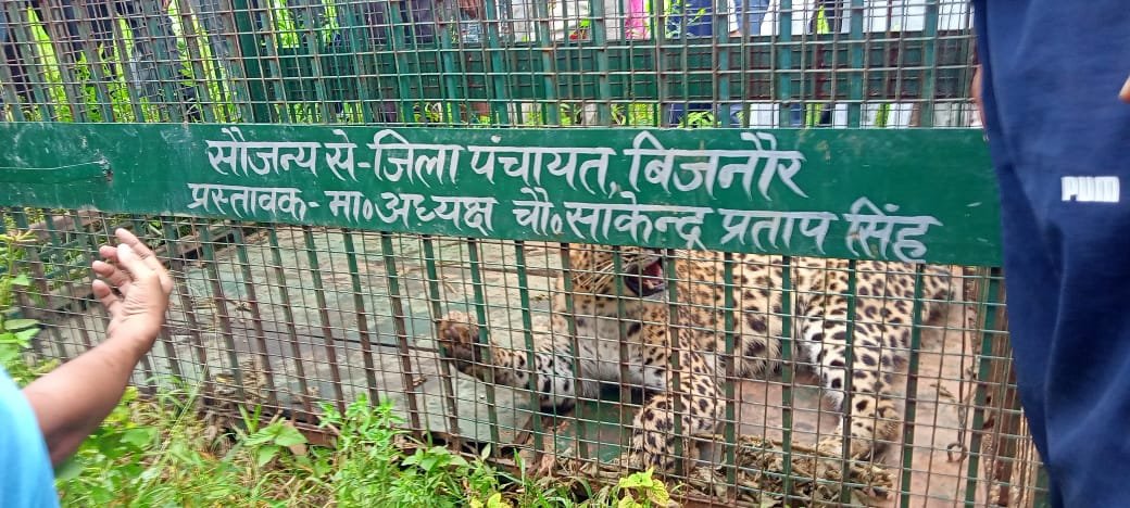 बिजनौर के हर गांव में गुलदार पकड़ने को लगाना पड़ेगा पिंजरा!