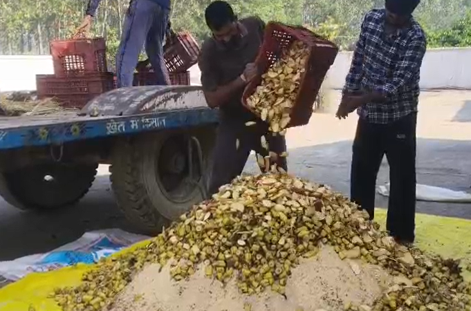 अष्टमी और महानवमी पर कान्हा गौशाला में की गौ सेवा, चना और फल खिलाए