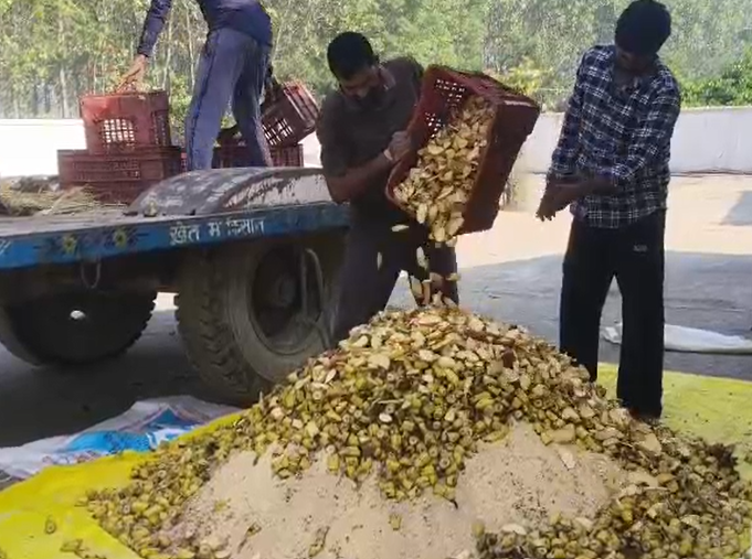 अष्टमी और महानवमी पर कान्हा गौशाला में की गौ सेवा, चना और फल खिलाए